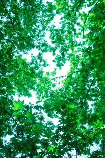 TUTTO BIO GREEN LINE